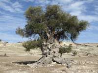 Akamas Ancient Olive Tree 02