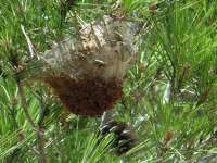 Akamas Pine Processionary Caterpillar Nest