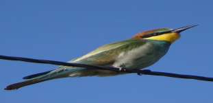 Bee Eater On The Wire