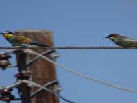 Bee Eater Pair