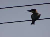 Bee Eater Shouting