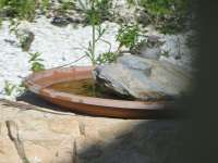 Bird Bath And Lizard