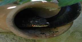 Black Snake Peeping Out Of Pipe
