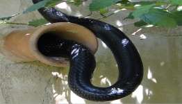 Black Snake With Lump