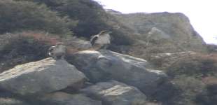 Bonelli Eagle Pair Marathounda Valley