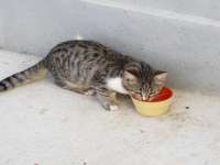 Cat Eating In Paphos