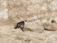 Cat In Ancient Theatre Paphos