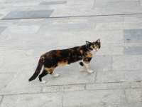 Cat In Paphos