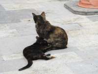 Cats In Paphos