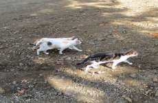 Cats Of Kefalos Bridge 01