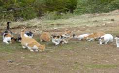 Cats Of Kefalos Bridge 03