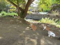 Cats Of Kefalos Bridge 04
