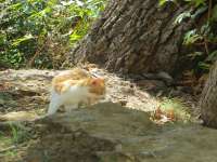 Cats Of Kefalos Bridge 05