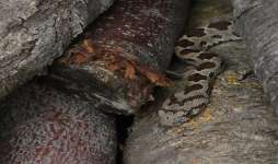 Coin Snake Closeup