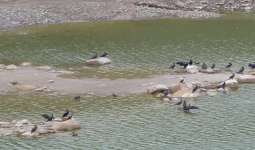 Cormorants At Mavrokolympos Reservoir 01