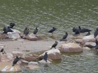 Cormorants At Mavrokolympos Reservoir 02