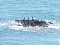 Cormorants Near Aphrodites Rock