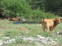 Cow In Vretsia