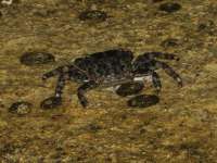 Crab In Paphos 01