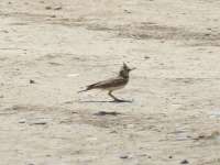 Crested Lark 03 (Galerida Cristata)