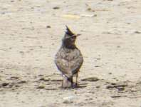 Crested Lark 02 (Galerida Cristata)