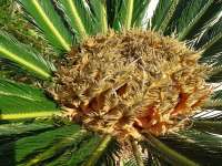 Cyca Palm Flower