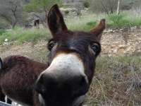 Episkopi Donkey 01