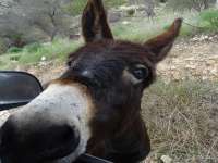 Episkopi Donkey 02