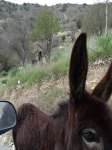 Episkopi Donkey Eating Cough Sweet