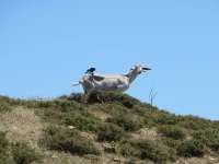 Goat With Magpie