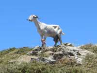 Goat Without Magpie