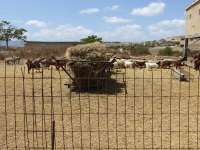 Goats And Sheep In Istinjo