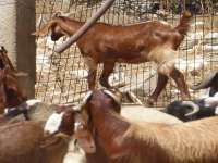 Goats In Istinjo