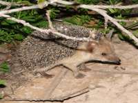 Hedfehog In Front Garden