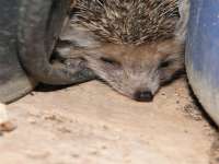 Hedgehog Baby Close Up