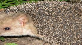 Hedgehog Close Up