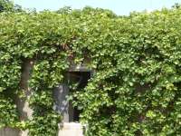 Istinjo 07 Vines