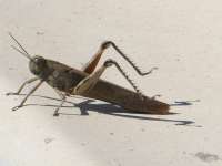 Large Cricket