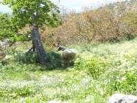 Melandra Sheep 01