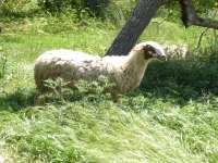 Melandra Sheep 02