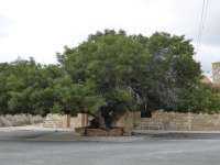 Olive Tree By Geroskipou Church