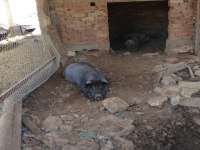 Pigs In Istinjo 01