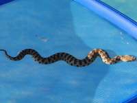Poisonous Viper In Pool