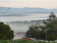 Polemi Vineyard In Morning Mist 01