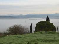 Polemi Vineyard In Morning Mist 04