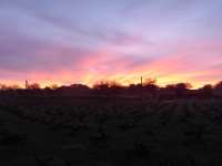 Polemi Vineyard Sunrise 02