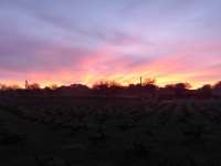 Polemi Vineyard Sunrise 02