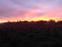 Polemi Vineyard Sunrise 04