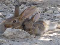 Rabbits In Hiolou 03
