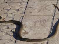 Snake In Polemi 01